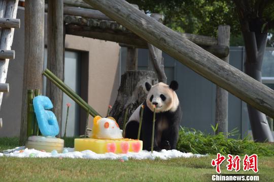 Três pandas nascidos no Jap?o s?o devolvidos ao centro de procria??o na China