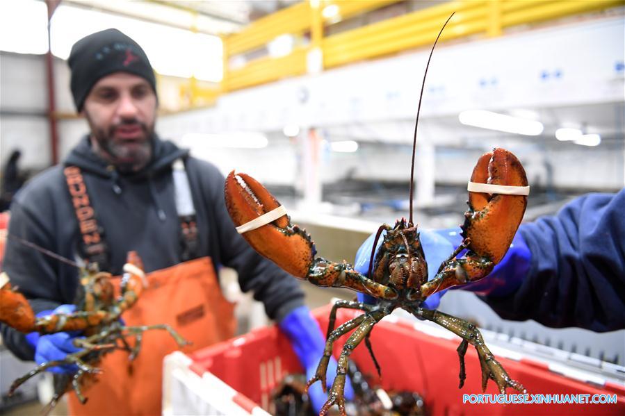 Cresce o número de exporta??es de lagosta dos EUA para a China