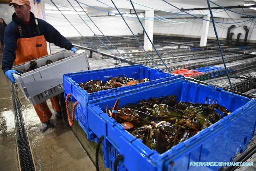 Cresce o número de exporta??es de lagosta dos EUA para a China