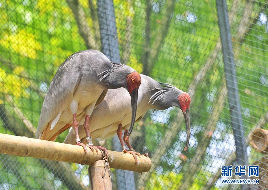 Duas aves íbis-de-crista nascem por incuba??o artificial no sudoeste da China