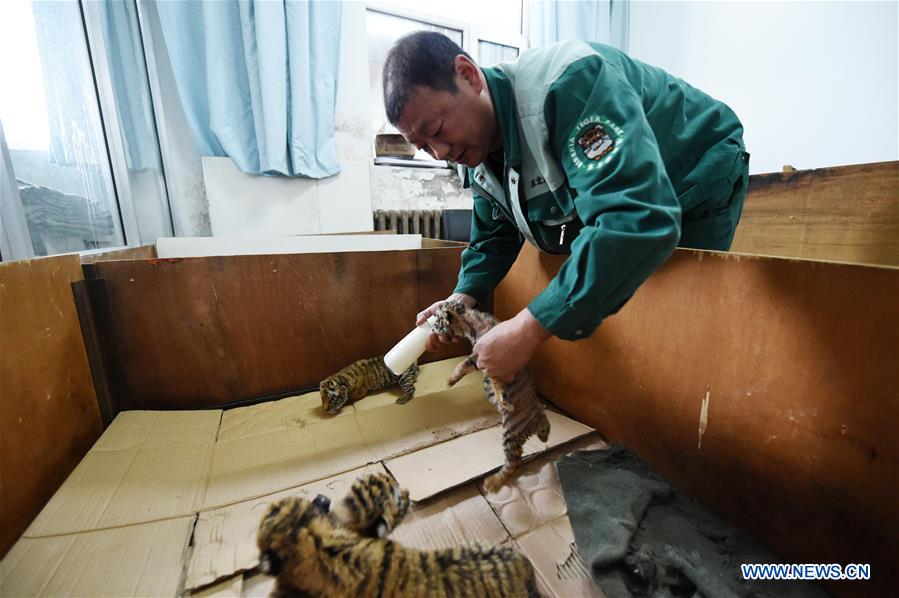 Mais de 50 tigres siberianos nascem em parque de prote??o no nordeste da China