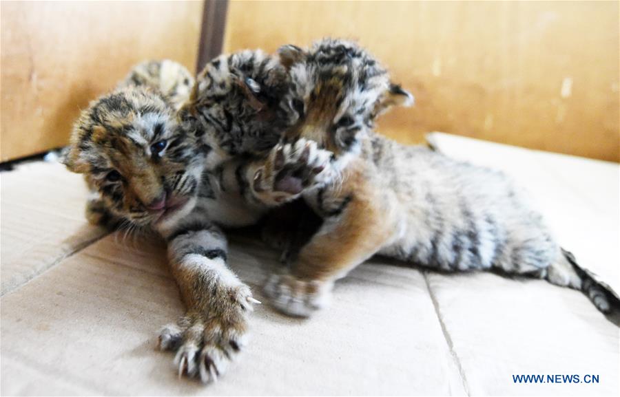 Mais de 50 tigres siberianos nascem em parque de prote??o no nordeste da China