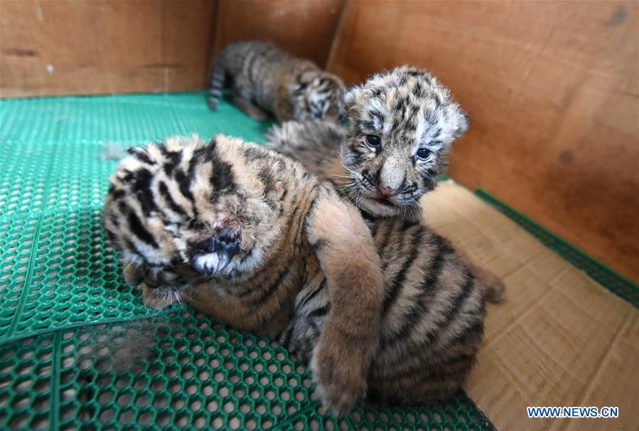 Mais de 50 tigres siberianos nascem em parque de prote??o no nordeste da China