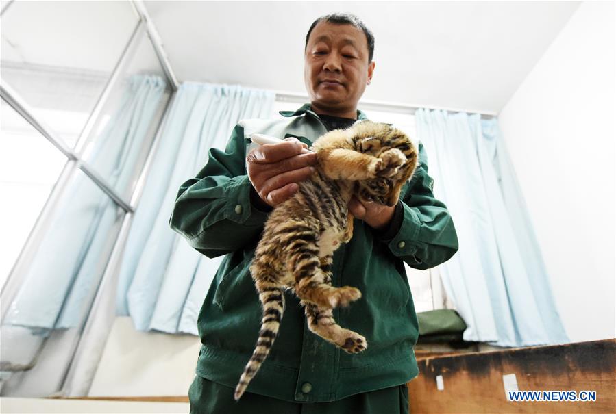 Mais de 50 tigres siberianos nascem em parque de prote??o no nordeste da China