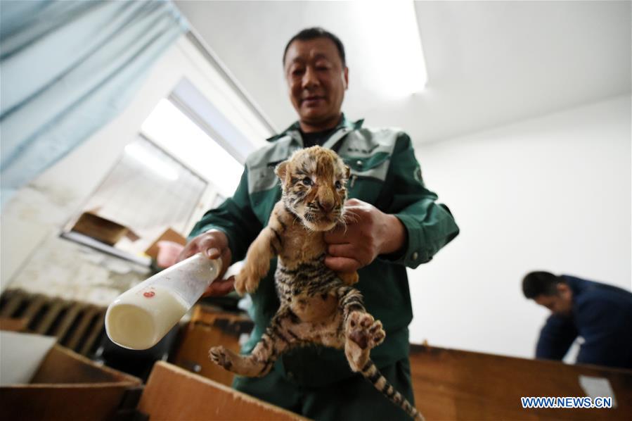 Mais de 50 tigres siberianos nascem em parque de prote??o no nordeste da China