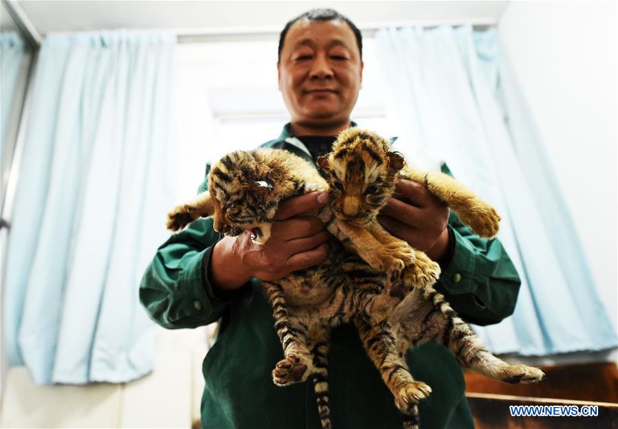 Mais de 50 tigres siberianos nascem em parque de prote??o no nordeste da China