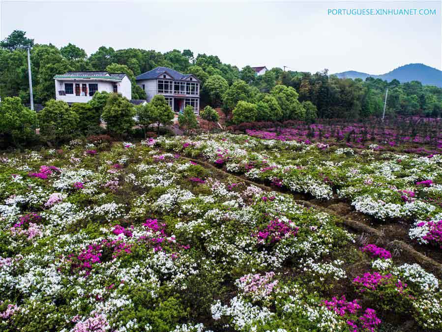 Flores de azaleia florescem em Zhejiang