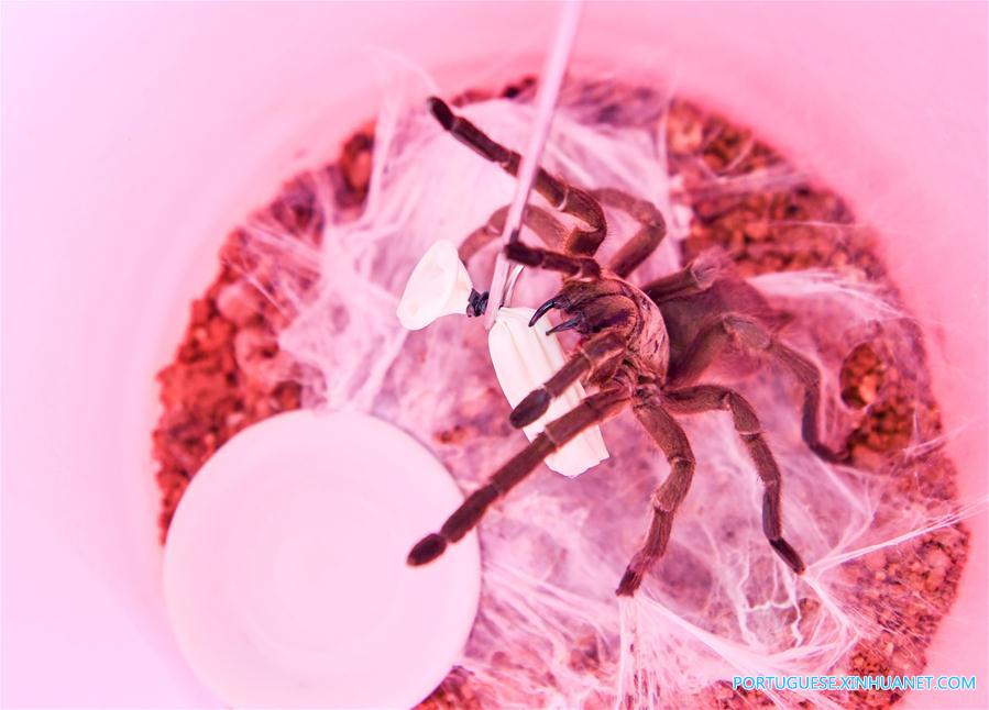 Cria??o de aranhas alivia pobreza em vila do sul da China