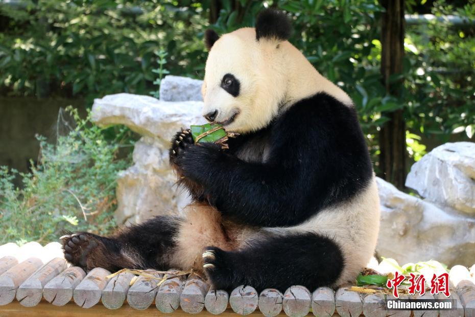 Panda gigante de Yangzhou comemora Festival do Barco-Drag?o com petisco tradicional