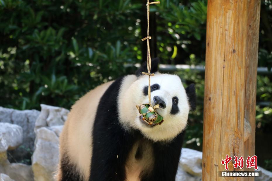 Panda gigante de Yangzhou comemora Festival do Barco-Drag?o com petisco tradicional