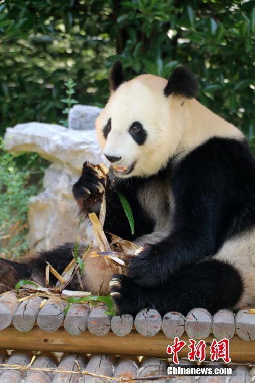 Panda gigante de Yangzhou comemora Festival do Barco-Drag?o com petisco tradicional