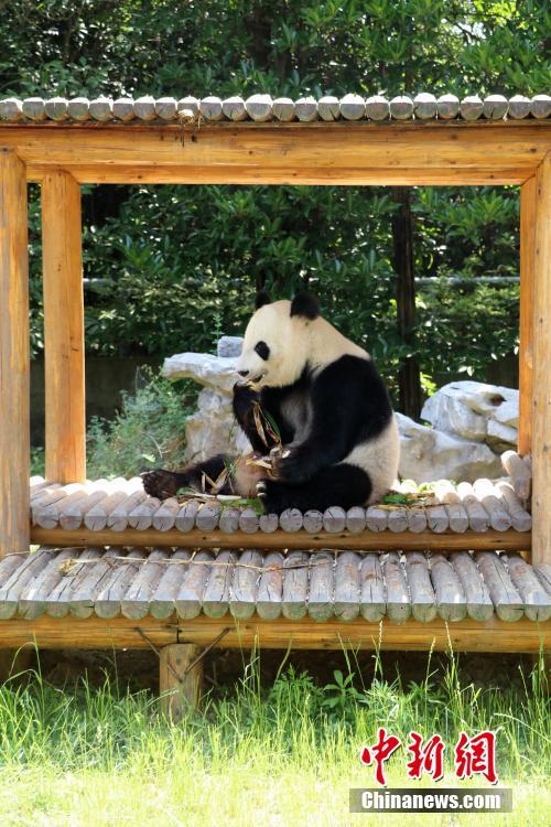 Panda gigante de Yangzhou comemora Festival do Barco-Drag?o com petisco tradicional