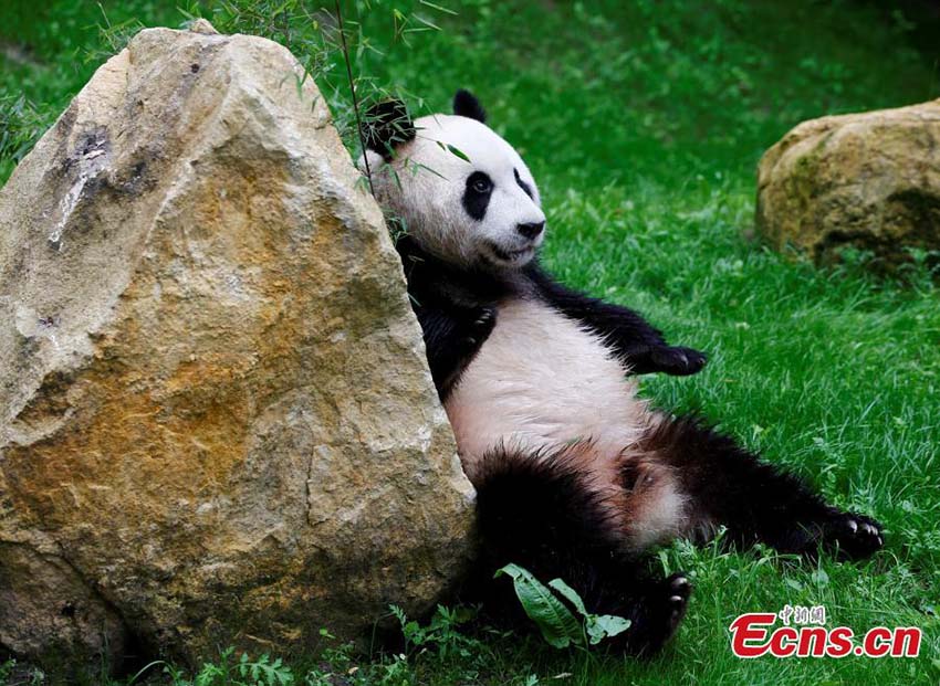 Dois pandas gigantes s?o apresentados ao público na Holanda