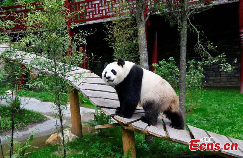 Dois pandas gigantes s?o apresentados ao público na Holanda