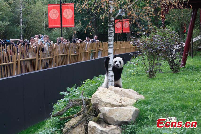 Dois pandas gigantes s?o apresentados ao público na Holanda