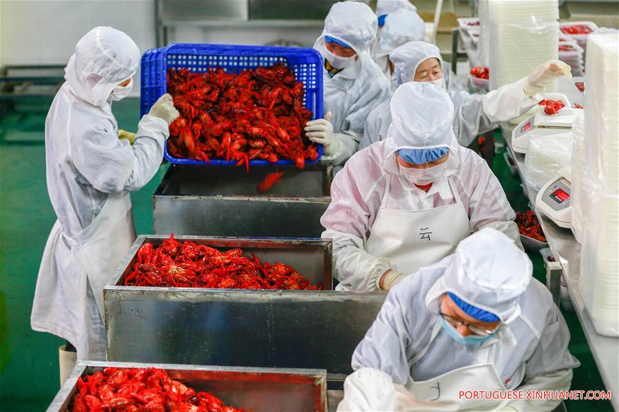 Valor anual de produ??o de lagostas na China ultrapassa 1,47 bilh?es de dólares