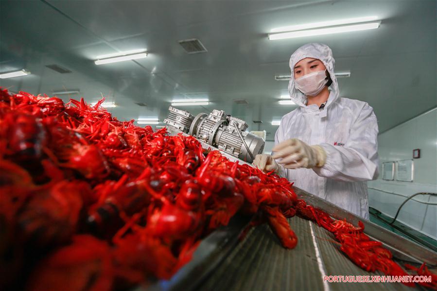 Valor anual de produ??o de lagostas na China ultrapassa 1,47 bilh?es de dólares