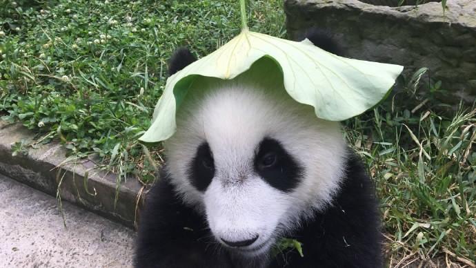 Insólito: Pandas vestem chapéus customizados para combater temperaturas elevadas