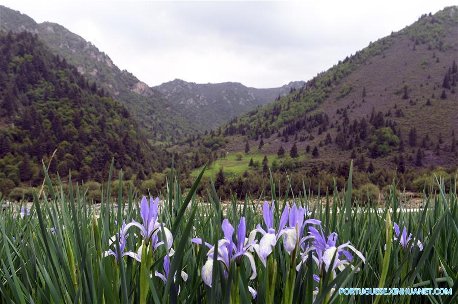 Cenário de ver?o das montanhas Qilian no noroeste da China
