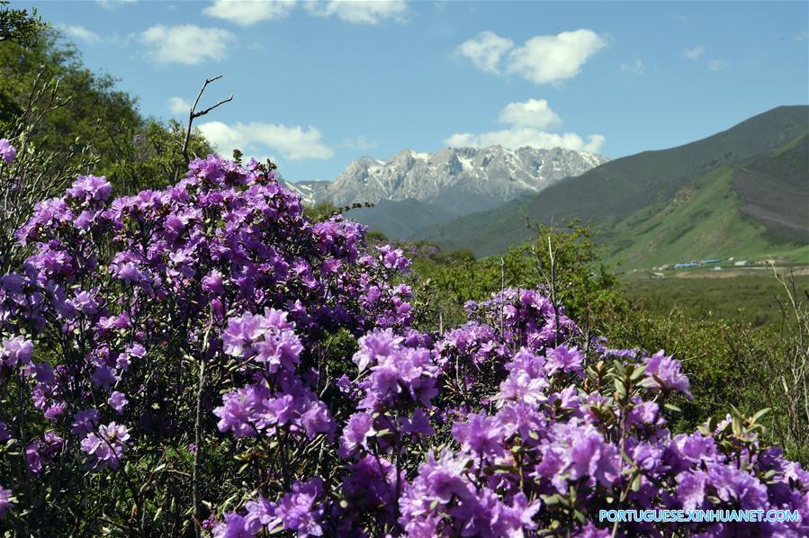 Cenário de ver?o das montanhas Qilian no noroeste da China