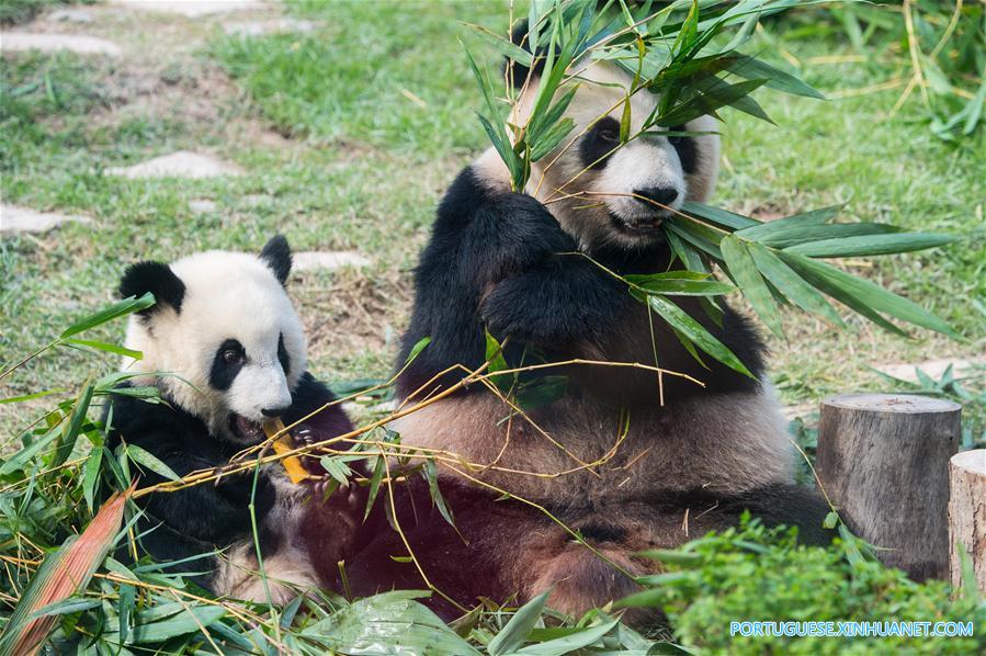 Filhotes gêmeos de panda em Macau celebram 1o aniversário