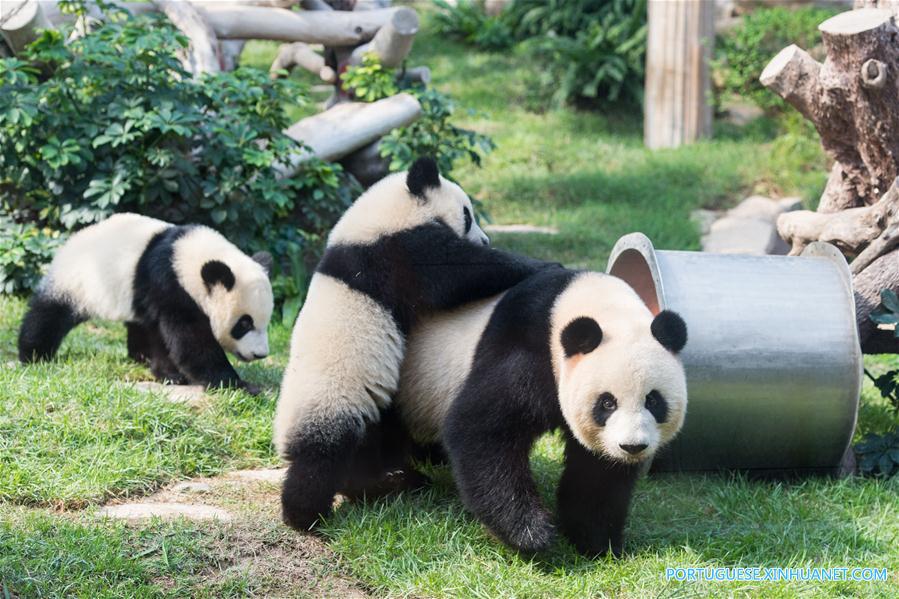 Filhotes gêmeos de panda em Macau celebram 1o aniversário