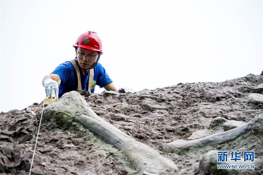 Fósseis de dinossauro descobertos em Chongqing s?o de “importancia mundial”, dizem paleontologistas chineses