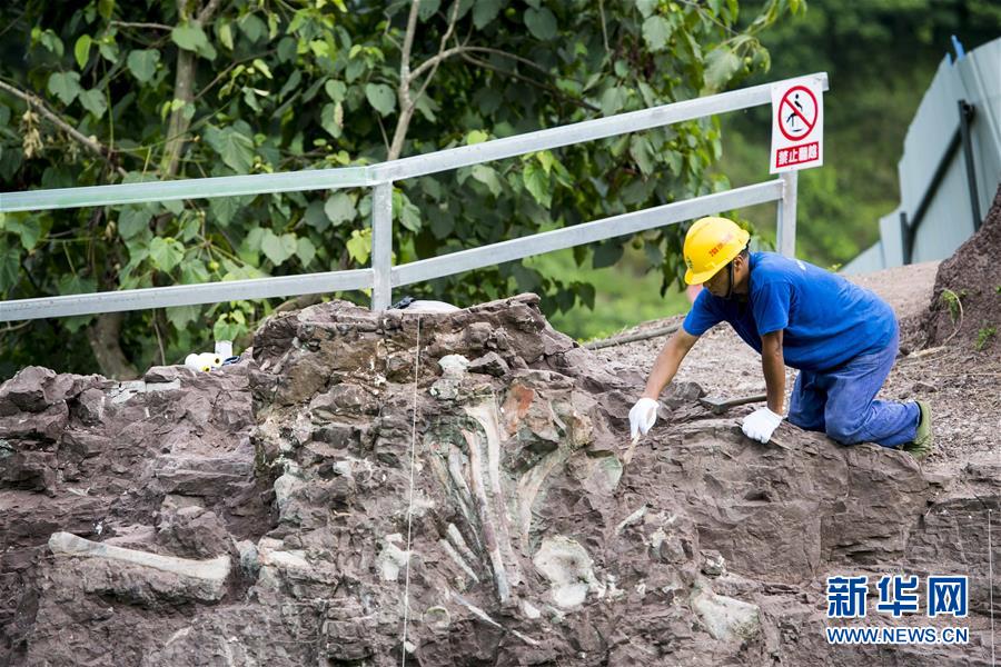 Fósseis de dinossauro descobertos em Chongqing s?o de “importancia mundial”, dizem paleontologistas chineses
