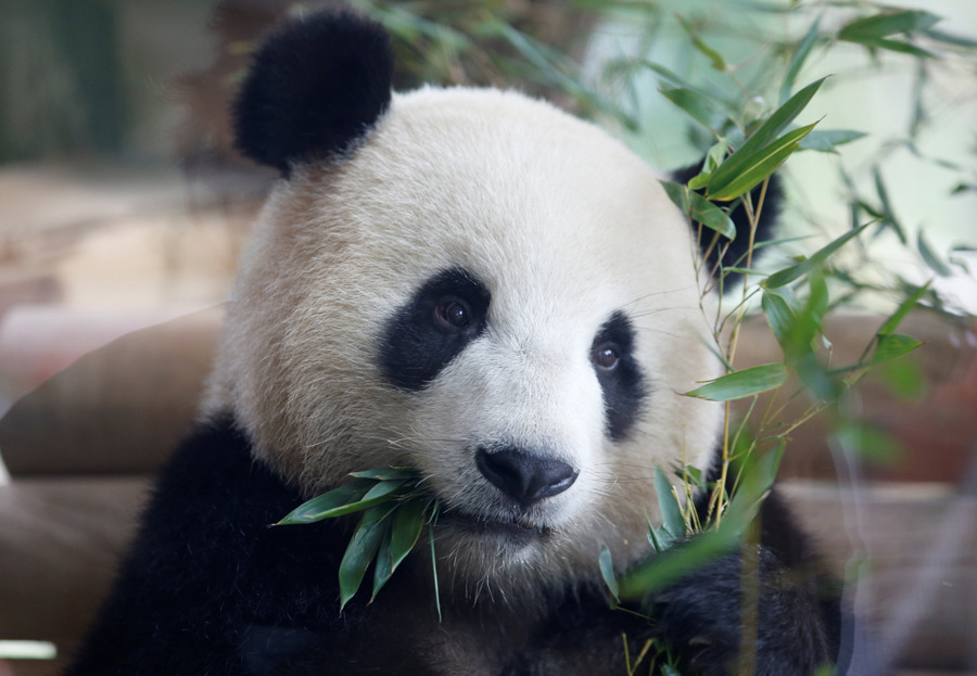 Presidente Xi Jinping presente na inaugura??o do Jardim do Panda em Berlim