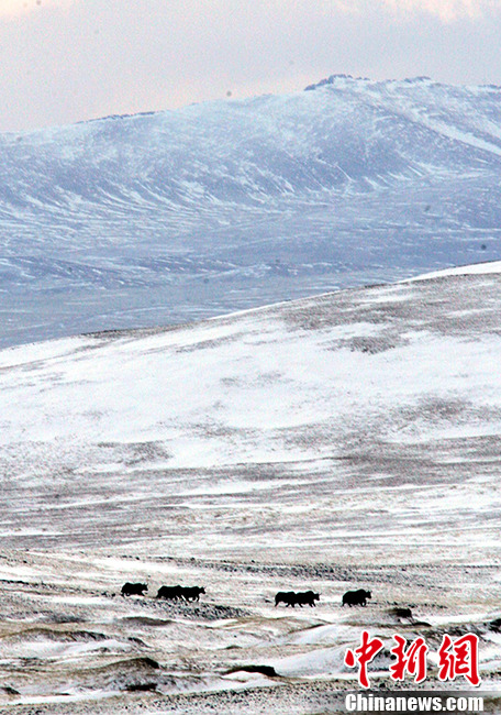 Galeria: Kekexili registrada como patrim?nio natural da humanidade pela UNESCO