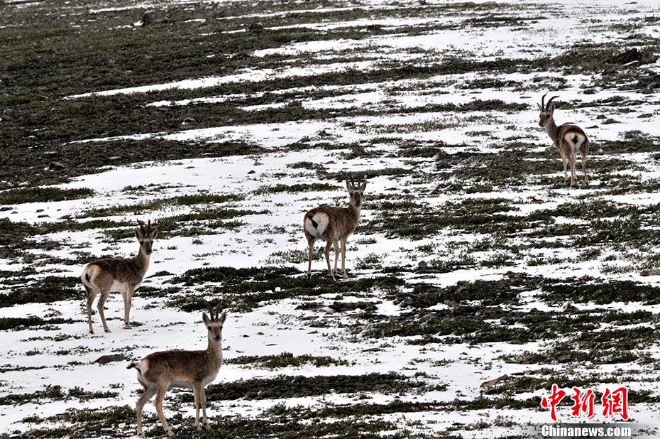 Galeria: Kekexili registrada como patrim?nio natural da humanidade pela UNESCO