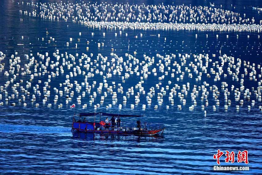 Galeria: Paisagem aérea do loda?al de Xiapu, na província de Fujian