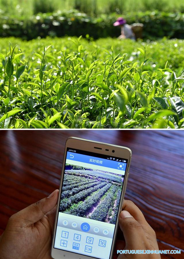 Sistema de cameras de vigilancia ajuda a monitorar planta??o de chá em Hubei