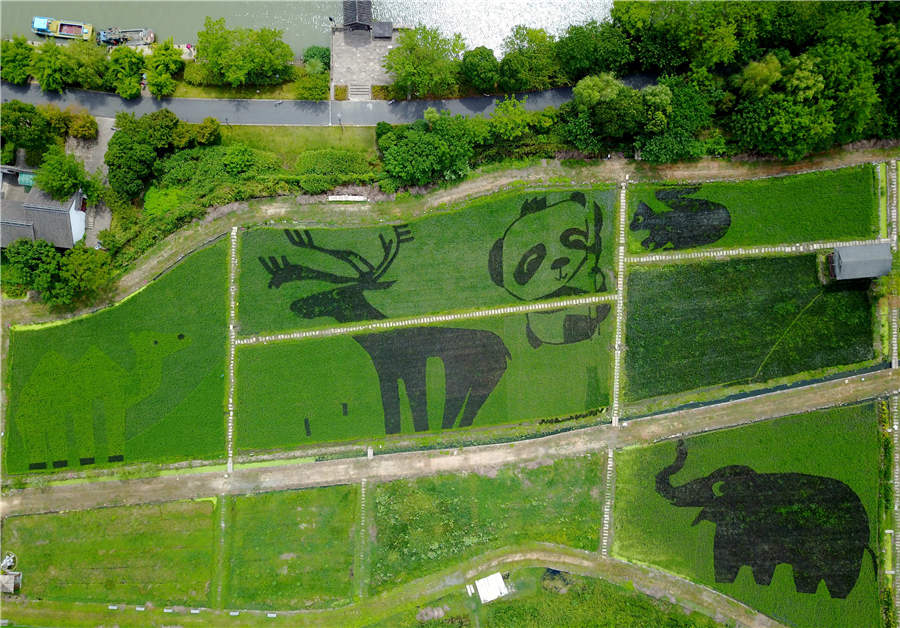 Campos de arroz em Hangzhou transformados em “jardim zoológico”