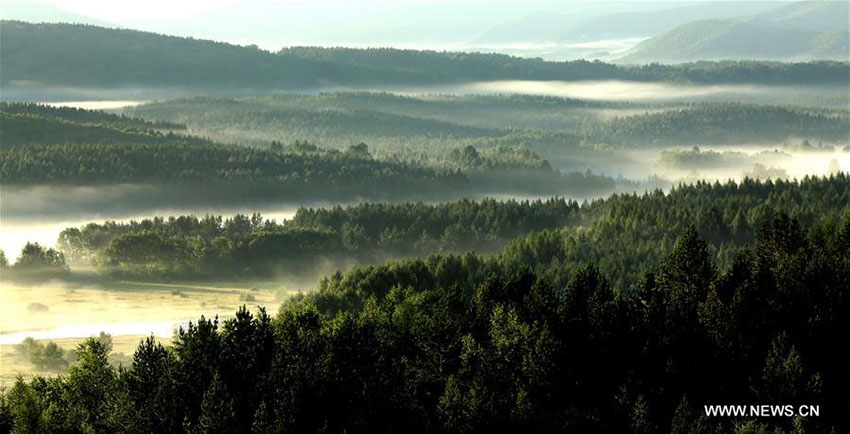 Galeria: Paisagem de Saihanba no norte da China