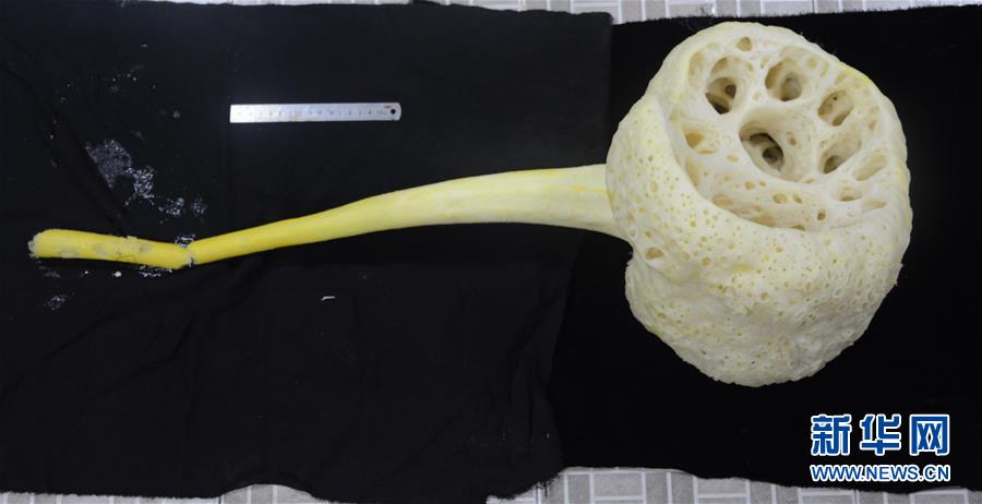 ROV chinês recolhe amostras no oceano Pacífico Ocidental