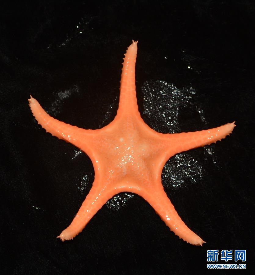 ROV chinês recolhe amostras no oceano Pacífico Ocidental