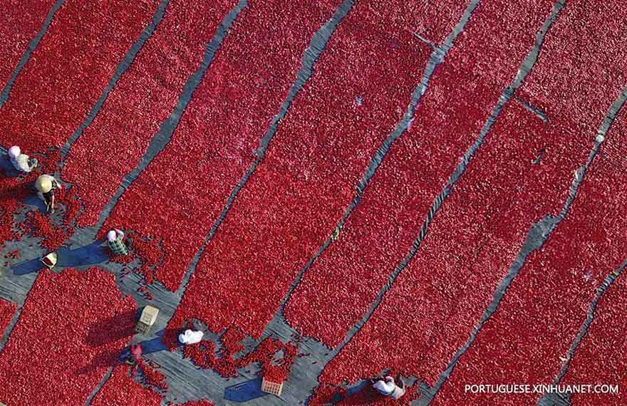 Alde?es secam tomates em Xinjiang, no noroeste da China