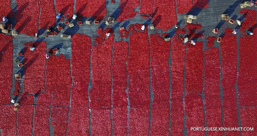 Alde?es secam tomates em Xinjiang, no noroeste da China