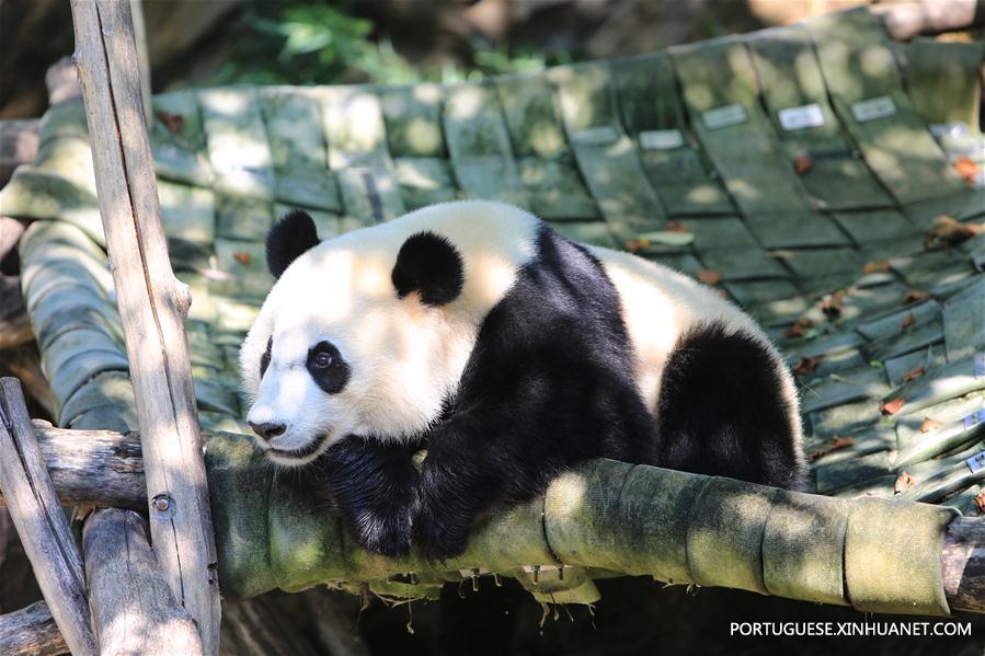 Panda-gigante Beibei celebra aniversário de 2 anos nos Estados Unidos