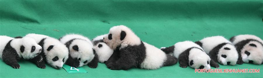 Filhotes de panda-gigante s?o apresentados ao público em Sichuan