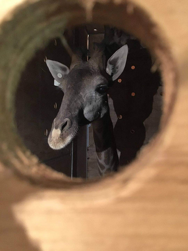 Voo fretado leva 66 girafas da áfrica à China
