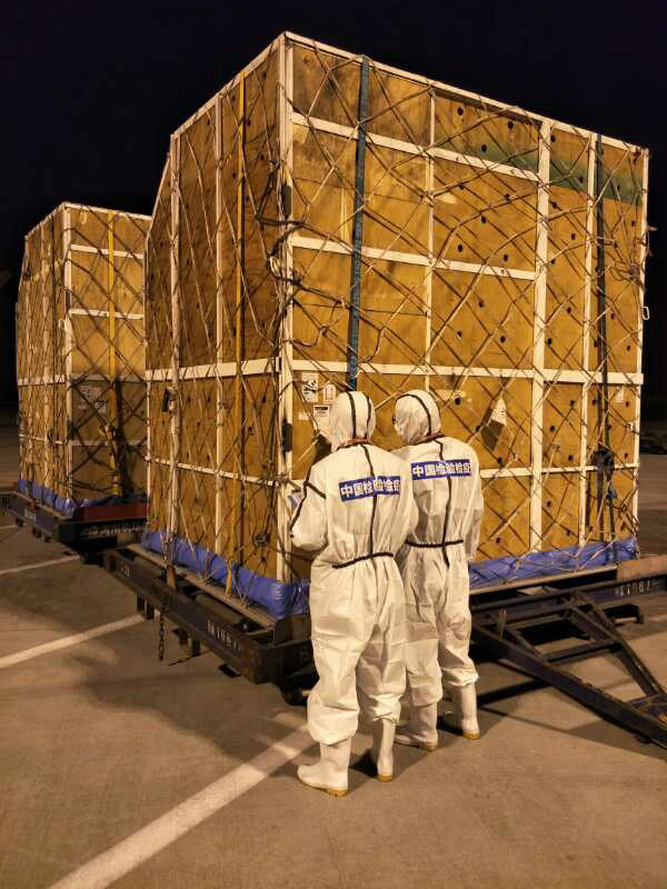 Voo fretado leva 66 girafas da áfrica à China