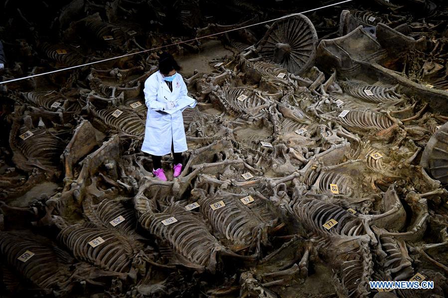 China: Arqueólogos descobrem cavalos e carruagens com 2.400 anos