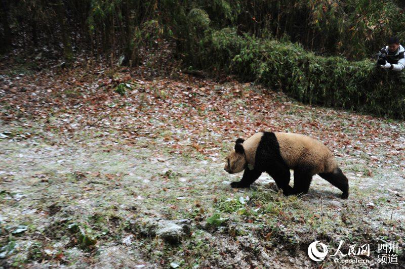 Dois pandas gigantes s?o soltos na vida selvagem na China