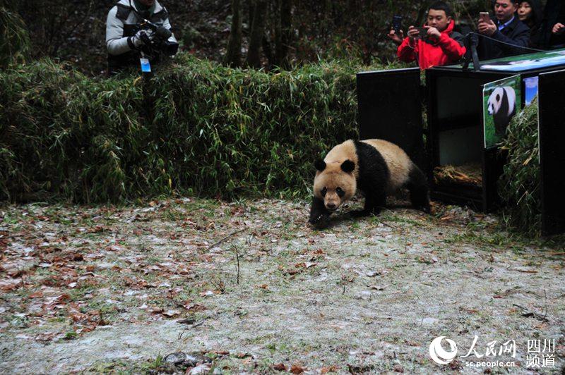 Dois pandas gigantes s?o soltos na vida selvagem na China