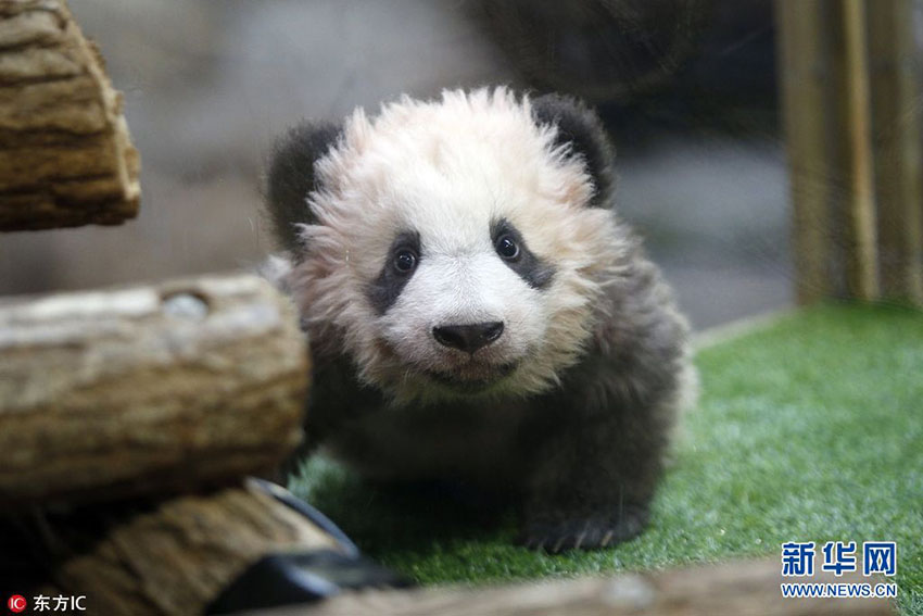 Primeiro filhote de panda nascido na Fran?a recebe nome e bên??o