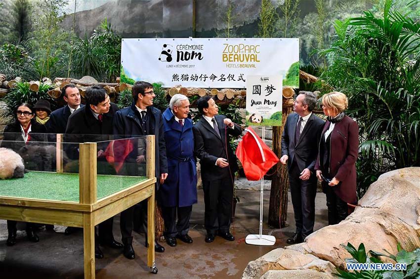 Primeiro filhote de panda nascido na Fran?a recebe nome e bên??o