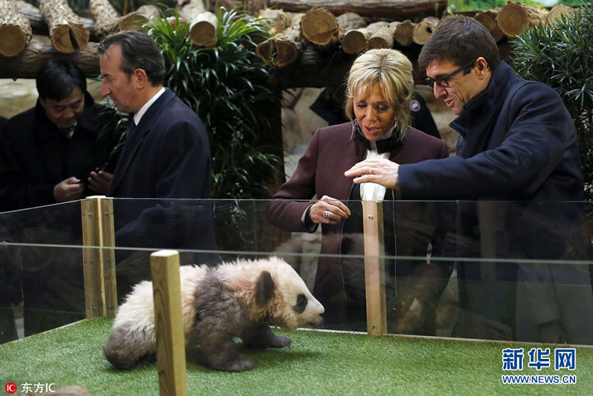 Primeiro filhote de panda nascido na Fran?a recebe nome e bên??o
