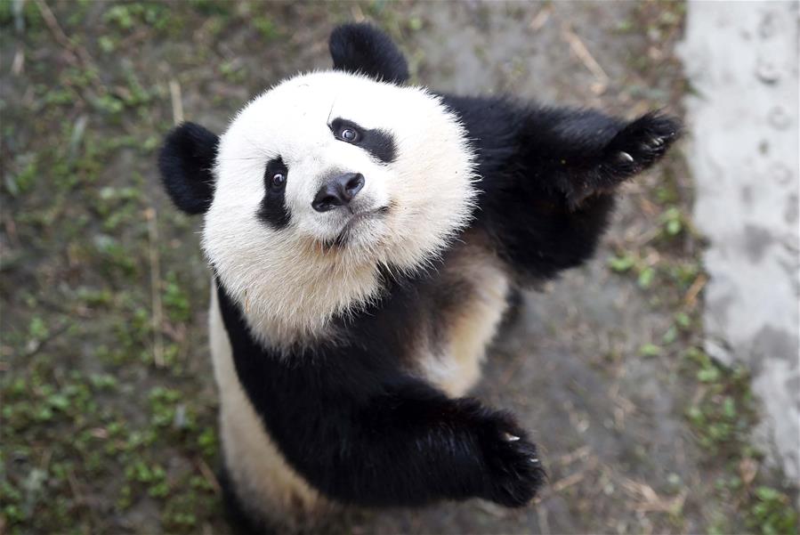Trem-bala Xi'an-Chengdu dará novo impulso ao turismo